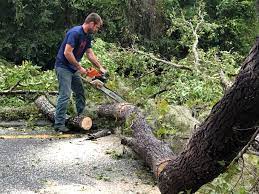 Best Storm Damage Tree Cleanup  in Buena Vista, VA