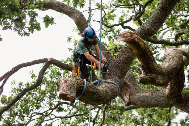 Tree and Shrub Care in Buena Vista, VA