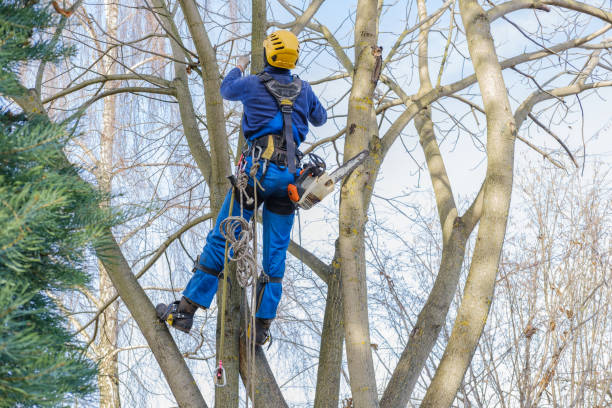 Best Fruit Tree Pruning  in Buena Vista, VA