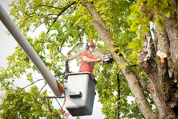 How Our Tree Care Process Works  in  Buena Vista, VA